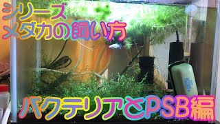 【シリーズ　メダカの飼い方】　第二十四回　バクテリアとPSB編　初心者の方向けにメダカの飼い方を配信していきます。