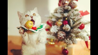 The first Christmas of Munchkin kittens