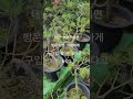 🌲 소나무분재 이야기 3 시골집🏚에도 정성껏 기른 분재가 잘 정돈되어 있네요. 태안 여행 마지막날 방문하여 아내💕가 소나무 분재 2그루와 무궁화 1개 선물해 주었습니다.