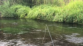 千歳川　ブラウン　ウグイを釣るキャスト集　夕まずめ編