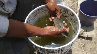 IMC fish Growth @ Honest Farms