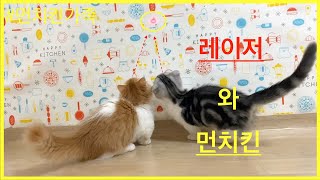 [ENG]먼치킨고양이 금탄과 레이져 (래포)*냥이우주kc*