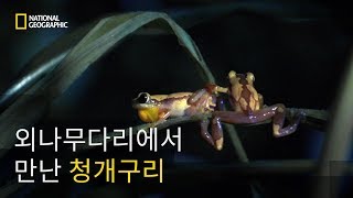 수컷 청개구리의 일격필살