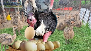 Emu Farming | Close - Up Ostrich Laying Eggs