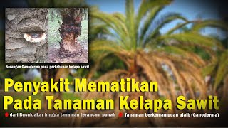 Cara mengendalikan jamur Ganoderma