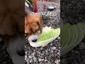 キャンプで朝ごはんを食べるビーグル犬 いぬ dog