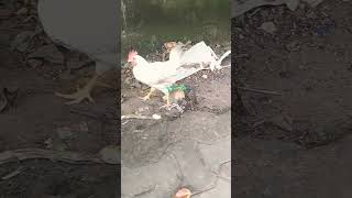 HEN VIDEO.