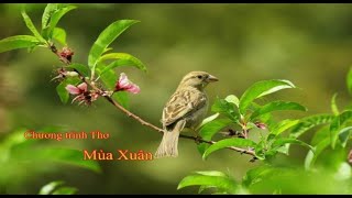 Chương trình Thơ: Mùa Xuân