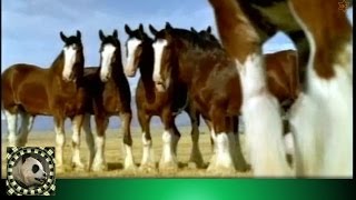 Clydesdale Horses playing football interrupted by Streaking sheep on pitch