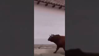 #xd #taurus #tauro #funny #memes #funnyvideo #funnyvideos #funnyshorts #funnymoments