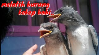 Melatih Kekep Babi Ff Free Fly Dan Tengkek Raja Udang Jinak