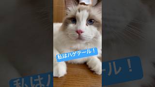 『全然髪型決まらない！』#cat #shorts #猫#ネコ#猫ミーム#三毛猫#メインクーン#ラグドール#ねこぶ#maincoon #ragdoll