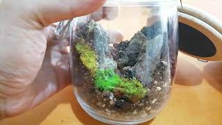 How to Make a Moss Terrarium