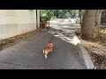 ut austin campus tour walk with me u0026 my corgi in 4k university of texas austin