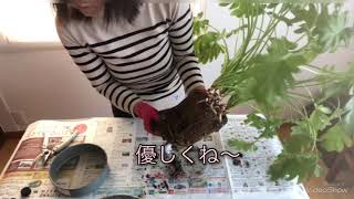 観葉植物の植え替えにチャレンジ