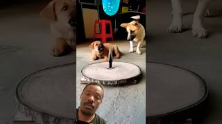 #funny #pets #memes #cute #animals #dogs #tiktok #challenge #trole #cuteanimal