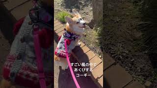 昨日は台風並みの強風だったよ🤣💨短足さんは重心低くて安定した歩調でした😆😁#corgi #コーギー #犬