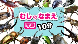 【昆虫の名前】写真で覚える！こんちゅうのなまえ25種・10分〈カブトムシ・ノコギリクワガタ・アメリカザリガニ・カマキリ ・スズメバチ〉【幼児向け 子ども向け】 日本語 bug Japanese