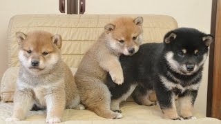 ぬいぐるみは獲物？柴犬の3兄弟です♪