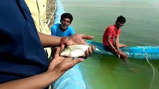 शेततळे मधील मत्स्यपालन  Growel fish feed मुळे साडेतीन महिण्यात  तीनशे ग्रॅम वजन झाले. 8275319364