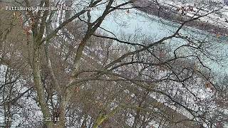 Hays Bald Eagles nest area 2 Bald Eagles chase down river 1.26.25