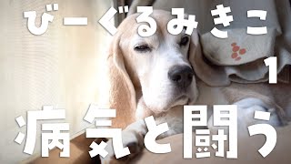 ミキコの病気のこと＊魅力溢れる保護犬ビーグルミキコ＊Mikiko The Beagle＊