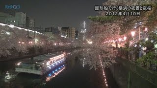 屋形船で行く横浜の夜景と夜桜/神奈川新聞（カナロコ）