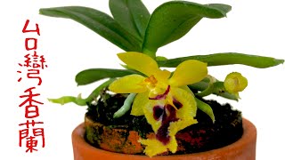 台灣香蘭 種植技巧及養護 Gastrochilus retrocalla