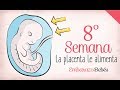 SEMANA 8 de #Embarazo | 2º Mes | Semana a semana