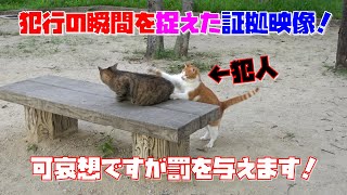 またナオちゃんが妹たちをいじめました！罪は償わなくてはなりません！(さくら猫)🤣😻　It is a cat which lives in the park.