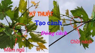 Cùng Bác ba chia sẽ tận tình việc tạo Cành Cấp 1, 2 từ cành nách và mầm ngủ đúng cách trên cây nho.