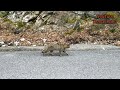 Αγριόγατα Ολύμπου. felis silvestris. divja mačka. wildcat wildanimals kostaskand