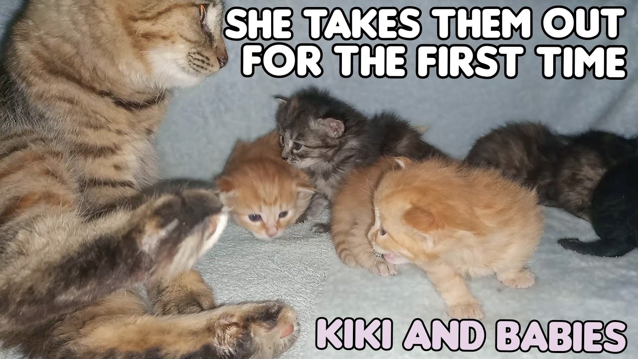 Newborn Kittens Meowing Youtube