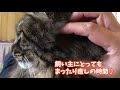 ふくよかな飼い主をベッドにしてくつろぐ猫ズ♡まったり癒しのgw中！の巻【うちの子４にゃんず】