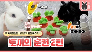 [토끼 키우기] 토끼의 훈련 2편🐰