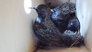 Starling | Nest Box No. 2 [ Restart ]