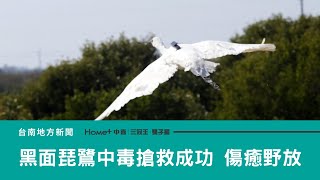 搶救黑琵｜黑面琵鷺中毒搶救成功 傷癒野放重返天際