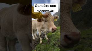 Делайте как норвежцы #норвегия #жизньвнорвегии #норвежцы #скандинавия