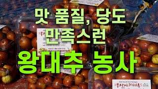 맛 품질, 당도 만족스런  왕대추 농사