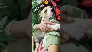 #cutepuppy #lovecare #leo the pitbull#doglover #shabbo da Leo#youtubeshorts