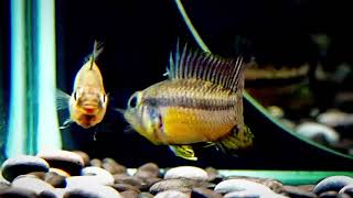 6/20【DC短鯛坊】W黑喉公主短鯛 No.M7【Dwarf Cichlids】