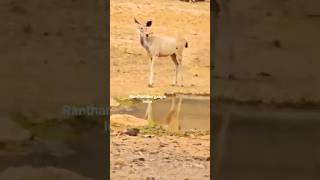 #ranthamborenationalparknaturalwildlife ##sambardeer #junglesafari #trave #Sawaimadhopur India 2024