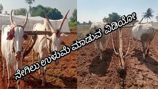 ಹೆತ್ತಿನ ಮೂಲಕ ನೇಗಿಲು ಉಳುಮೆ ವಿಡಿಯೋ ರೈತ