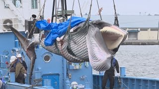 初捕獲のクジラを水揚げ  釧路港、商業捕鯨再開受け