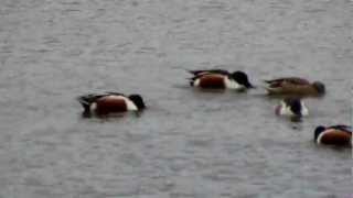 Northern Shoveler Ducks (UK Lake Birds)