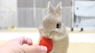 初めてイチゴを食べたウサギの反応がこれです