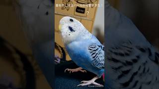 首をかしげるパールが可愛すぎた😂#インコのパール #セキセイインコ #セキセイインコかわいい