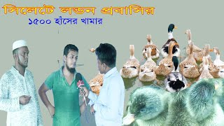 সিলেটে লন্ডন প্রবাসির ১৫০০ হাঁসের খামার ।। প্রবাসির হাঁস খামার ।। সিলেটের হাঁস খামার ।।