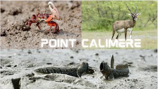 Point Calimere wildlife sanctuary  - Kodiyakarai HD 1080p