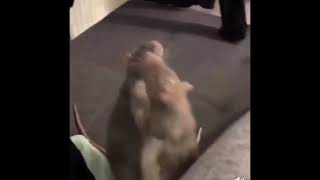 Two rats fighting meme